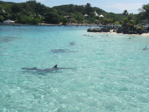 Dolphins coming to greet us