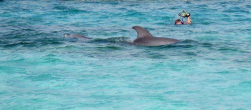 Baby Dolphin to the left, Mama to the right and Tom trying to keep up…
